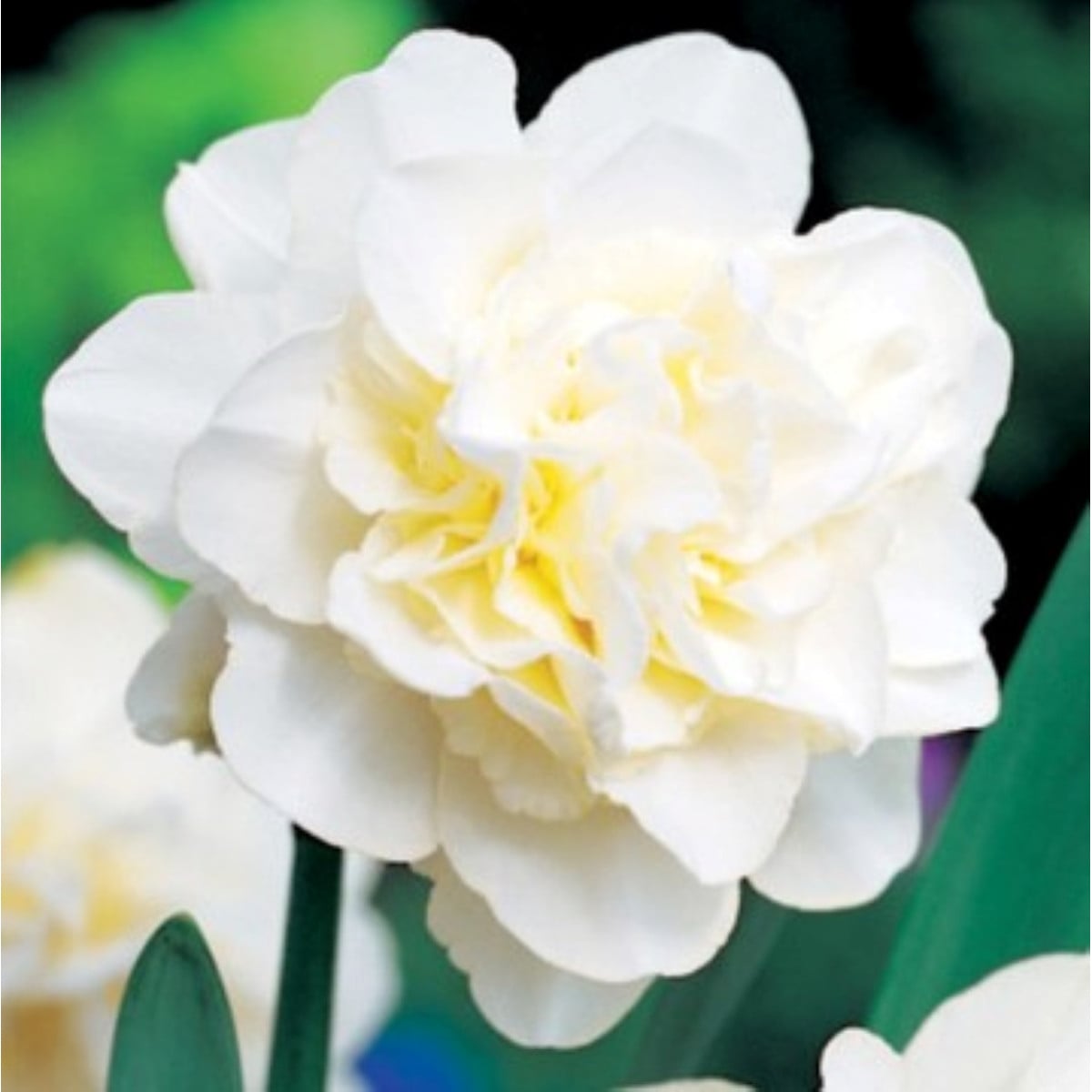 Narcis Obdam – Narcissus – narcisy – cibule