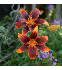 Lilie Forever Susan – Lilium – lilie – cibule – pěstování