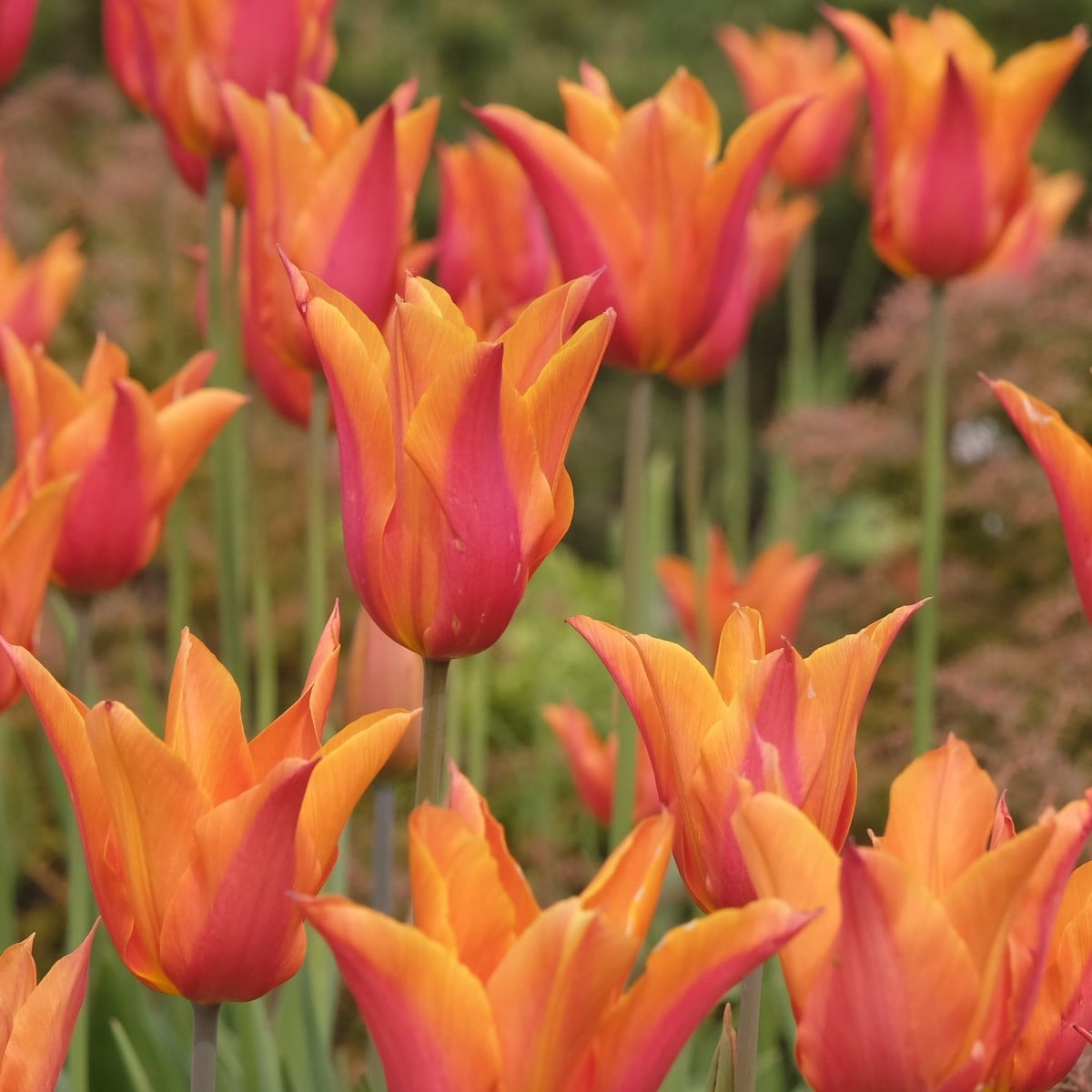 Tulipán Ballerina – Tulipa – cibuloviny