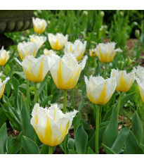 Tulipán Lemon Beauty – Tulipa – cibuloviny