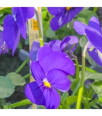 Violka Carneval F1 Azure - Viola x wittrockiana - osivo violky - 20 ks