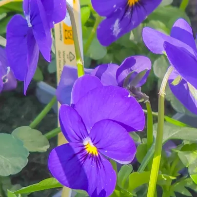 Violka Carneval F1 Azure - Viola x wittrockiana - osivo violky - 20 ks