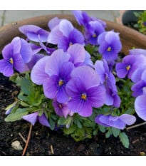 Violka Twix F1 Lavender Shades - Viola cornuta - osivo violky - 20 ks