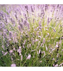 Levandule lékařská růžová SPECIÁL - Lavandula angustifolia - osivo levandule - 15 ks