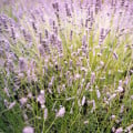 Levandule lékařská růžová SPECIÁL - Lavandula angustifolia - osivo levandule - 15 ks