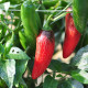 BIO Chilli Jalapeno Ruben - Capsicum annuum - bio osivo chilli - 6 ks