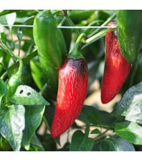 BIO Chilli Jalapeno Ruben - Capsicum annuum - bio osivo chilli - 6 ks