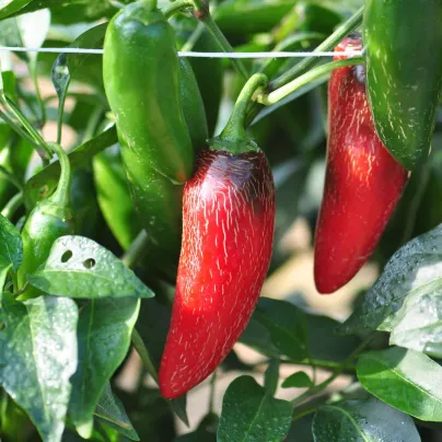 BIO Chilli Jalapeno Ruben - Capsicum annuum - bio osivo chilli - 6 ks