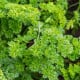 BIO Petržel Mooskrause - Petroselinum Crispum - bio osivo petržele - 300 ks