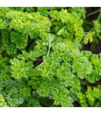 BIO Petržel Mooskrause - Petroselinum Crispum - bio osivo petržele - 300 ks