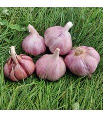 Sadbový česnek Skalka - paličák - Allium sativum - cibulky česneku - 1 balení