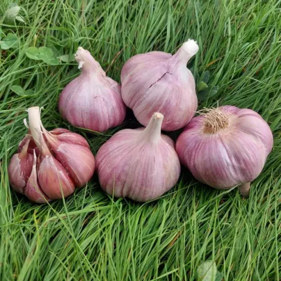 Sadbový česnek Skalka - paličák - Allium sativum - cibulky česneku - 1 balení