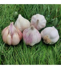 Sadbový česnek Matinka - nepaličák - Allium sativum - cibulky česneku - 1 balení
