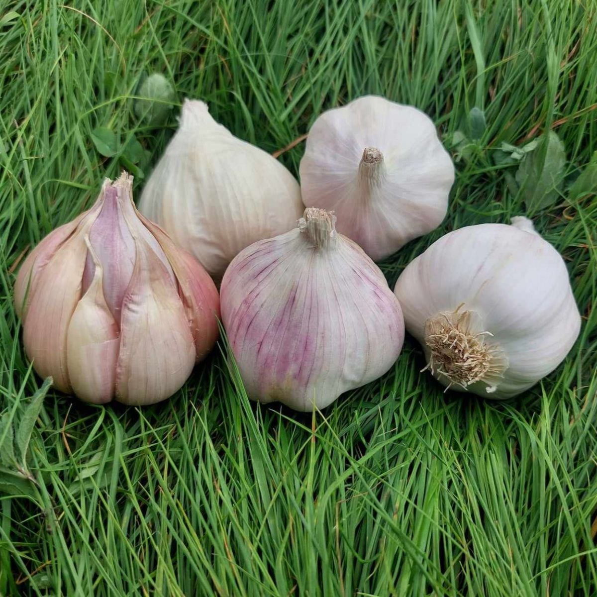 Sadbový česnek Matinka - nepaličák - Allium sativum - cibulky česneku - 1 balení