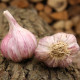 Sadbový česnek Slavin II - paličák - Allium sativum - 1 balení