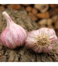 Sadbový česnek Slavin II - paličák - Allium sativum - 1 balení
