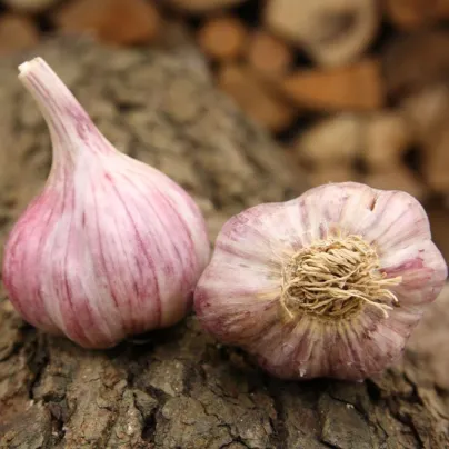 Sadbový česnek Slavin II - paličák - Allium sativum - 1 balení