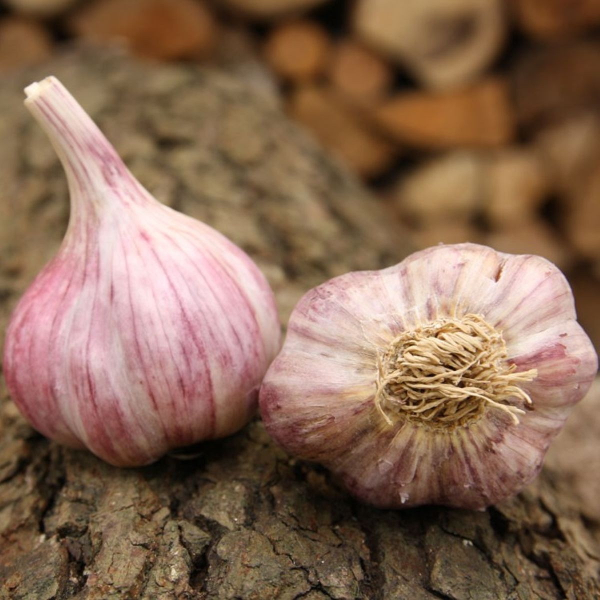 Sadbový česnek Slavin II - paličák - Allium sativum - 1 balení