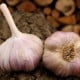 Sadbový česnek Vekan - paličák - Allium sativum - 1 balení
