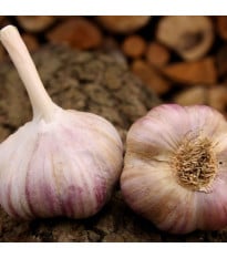 Sadbový česnek Vekan - paličák - Allium sativum - 1 balení