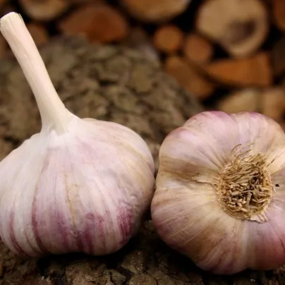 Sadbový česnek Vekan - paličák - Allium sativum - 1 balení