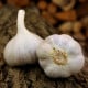 Sadbový česnek Bjetin - paličák - Allium sativum - cibulky česneku - 1 balení