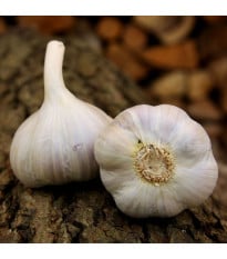 Sadbový česnek Bjetin - paličák - Allium sativum - cibulky česneku - 1 balení