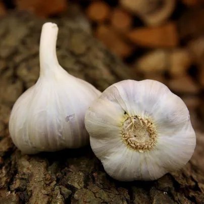 Sadbový česnek Bjetin - paličák - Allium sativum - cibulky česneku - 1 balení