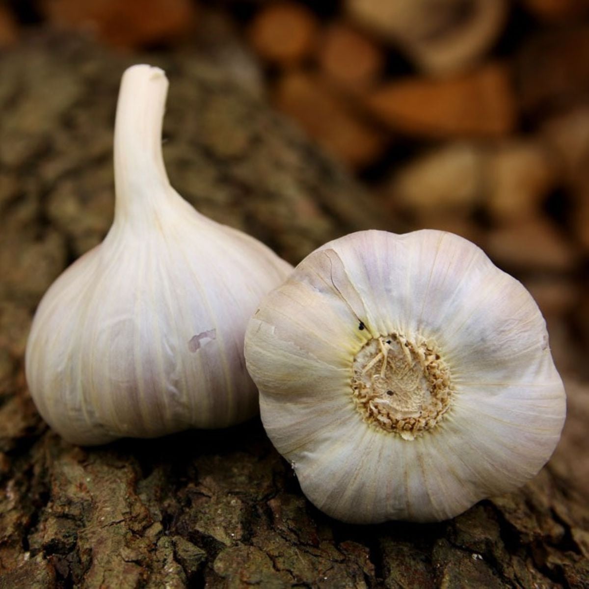 Sadbový česnek Bjetin - paličák - Allium sativum - cibulky česneku - 1 balení