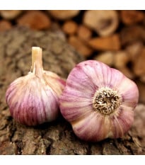 Sadbový česnek Havran - Allium sativum - ozimý paličák - 1 balení