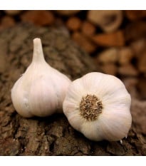 Sadbový česnek Lukan - nepaličák - Allium sativum - cibulky česneku - 1 balení