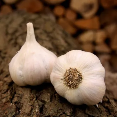 Sadbový česnek Lukan - nepaličák - Allium sativum - cibulky česneku - 1 balení