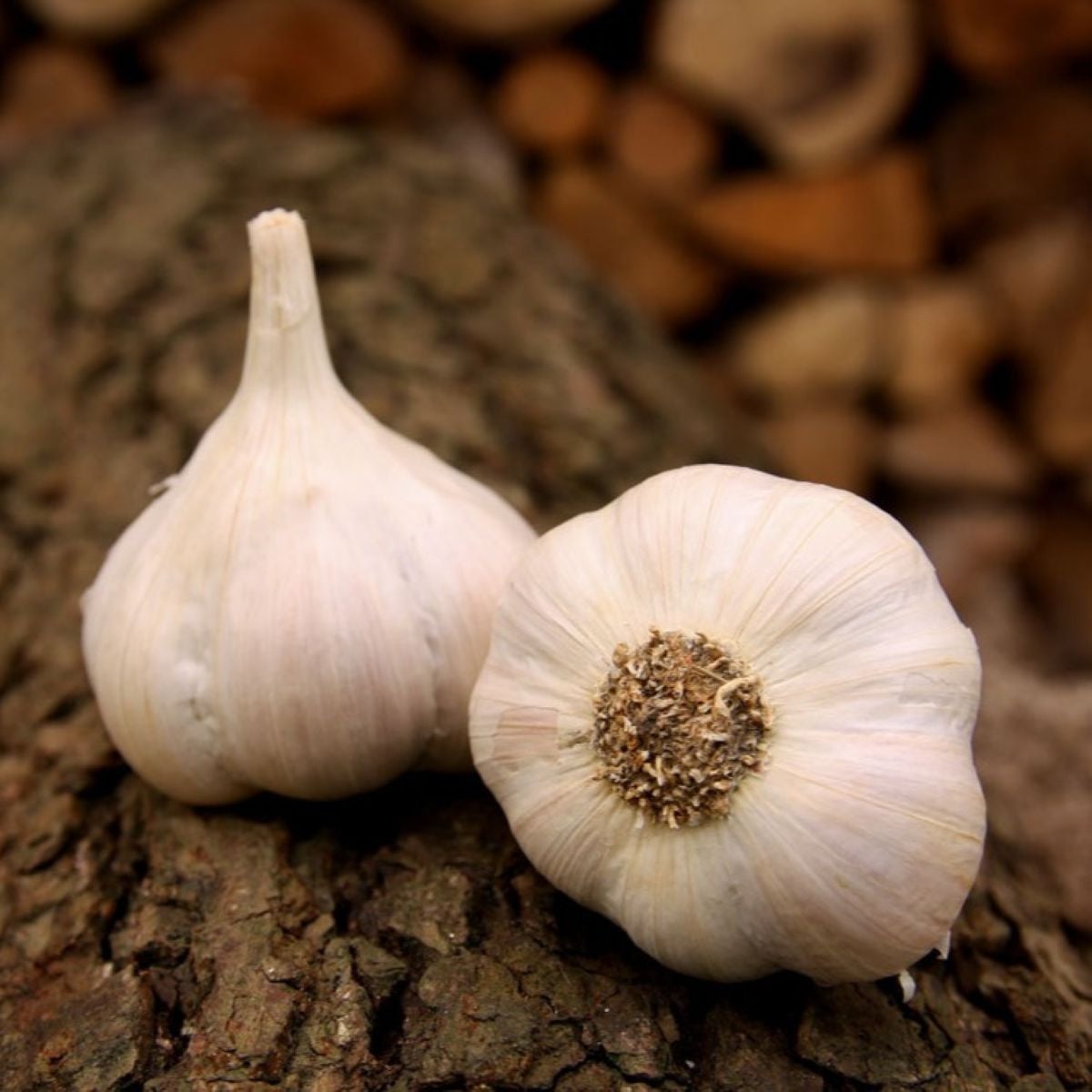 Sadbový česnek Lukan - nepaličák - Allium sativum - cibulky česneku - 1 balení