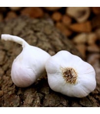 Sadbový česnek Japo II - nepaličák - Allium sativum - cibulky česneku - 1 balení