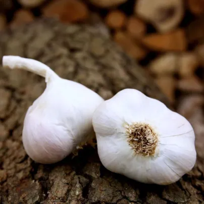 Sadbový česnek Japo II - nepaličák - Allium sativum - cibulky česneku - 1 balení