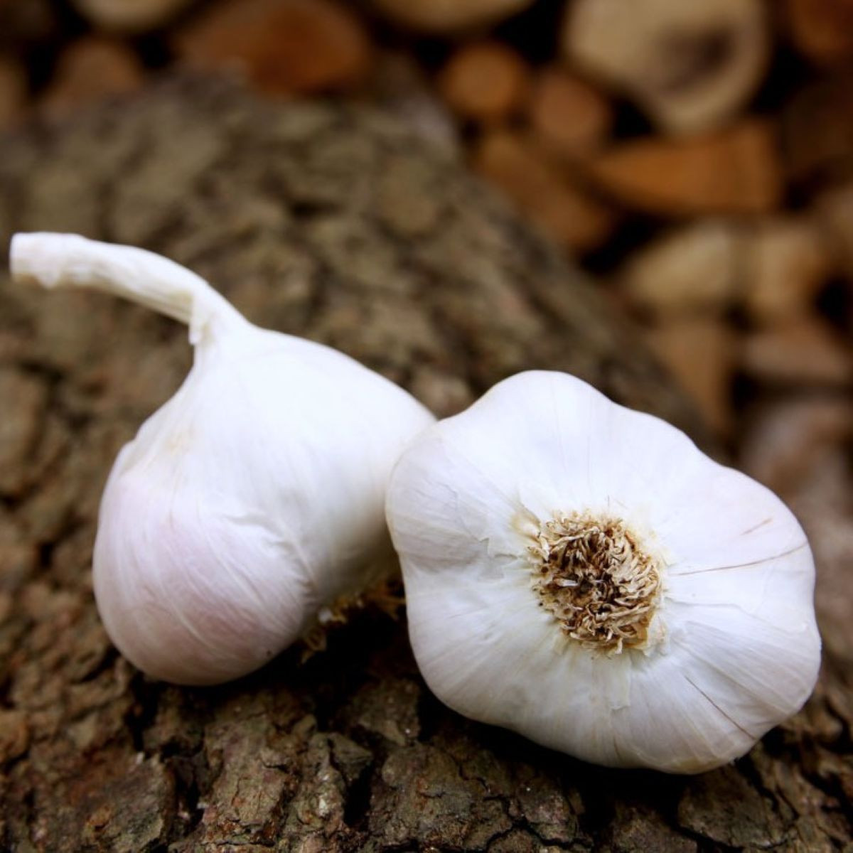 Sadbový česnek Japo II - nepaličák - Allium sativum - cibulky česneku - 1 balení