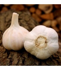 Sadbový česnek Havel - paličák - Allium sativum - 1 balení