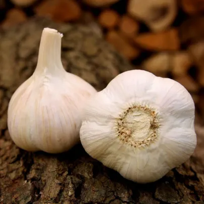 Sadbový česnek Havel - paličák - Allium sativum - 1 balení