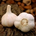 Sadbový česnek Havel - paličák - Allium sativum - 1 balení