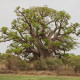 Baobab africký - Adansonia digitata - osivo baobabu - 6 ks