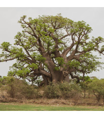Baobab africký - Adansonia digitata - osivo baobabu - 6 ks