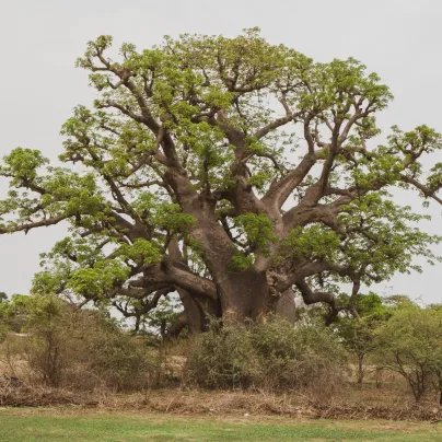 Baobab africký - Adansonia digitata - osivo baobabu - 6 ks