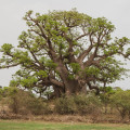 Baobab africký - Adansonia digitata - osivo baobabu - 6 ks