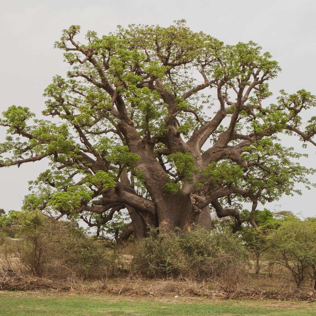 Baobab africký - Adansonia digitata - osivo baobabu - 6 ks