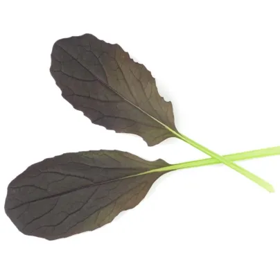 Mizuna Red Empire F1 - Brassica rapa var. japonica - osivo mizuny - 400 ks