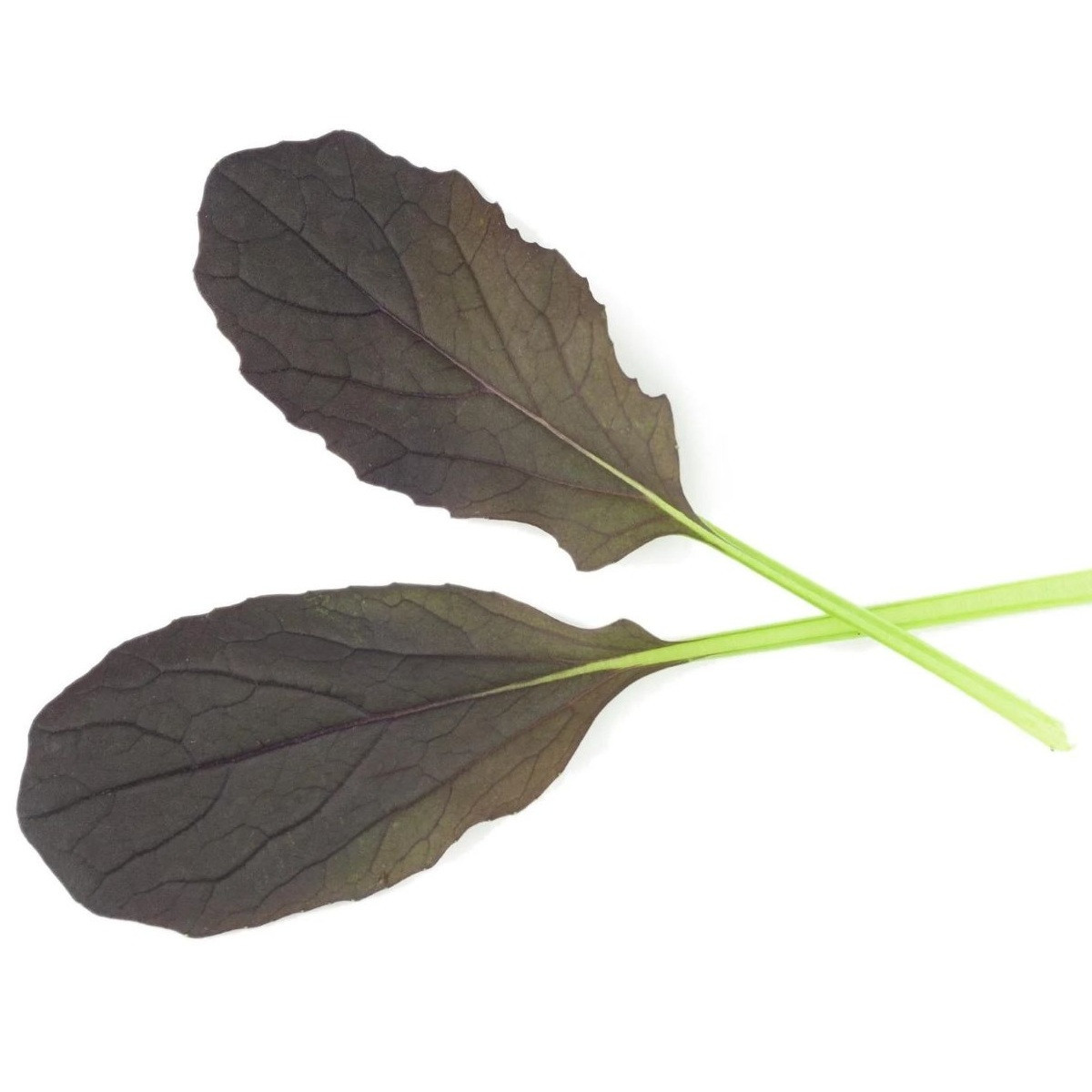 Mizuna Red Empire F1 - Brassica rapa var. japonica - osivo mizuny - 400 ks