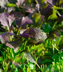 Mizuna Red Empire F1 - Brassica rapa var. japonica - osivo mizuny - 400 ks