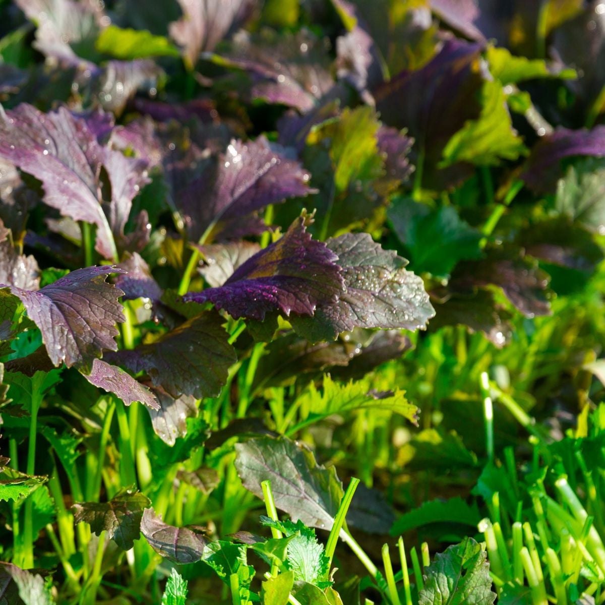 Mizuna Red Empire F1 - Brassica rapa var. japonica - osivo mizuny - 400 ks