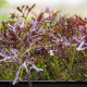 BIO Hořčice Moutarde Rouge Metis - Brassica juncea - bio osivo hořčice - 100 ks