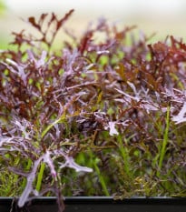 BIO Hořčice Moutarde Rouge Metis - Brassica juncea - bio osivo hořčice - 100 ks